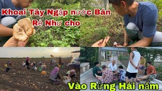 #451Khoai Tây Ngập Nước Bán Rẻ Như Cho,tranh Thủ ngừng Mưa rủ Chồng Trung Vào Rừng Hái nấm