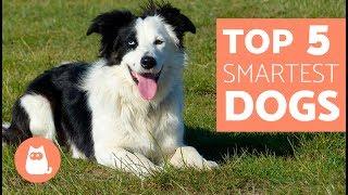 The Most Intelligent Dog Breeds in the World - Everything you need to know