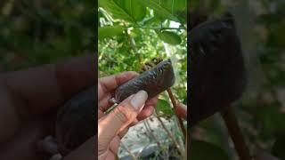 cangkok Bonsai Sancang Pelintiran premna microphylla split trunk