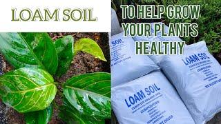 LOAM SOIL || READY MIX || POTTING MIX AVAILABLE