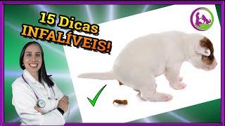 Como ensinar o cachorro a fazer necessidades no lugar certo! Xixi e cocô!