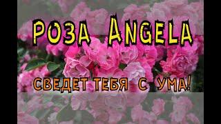 Роза Angela. Анжела - неприхотливая обильноцветущая роза.