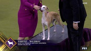 Bourbon the Whippet wins the WKC Hound Group | Westminster Kennel Club