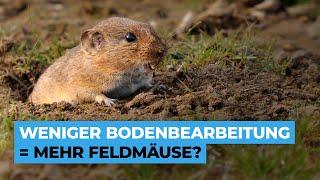 Weniger Bodenbearbeitung, mehr Zwischenfrüchte - dafür auch MEHR Feldmäuse?