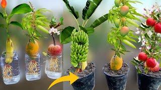 How To Grow Banana Tree From Banana Fruit Grow Mango Tree From Mango And Apple Tree From Apple Fruit