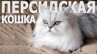 Все о породе Персидская Кошка