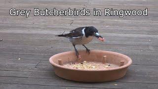 Grey Butcherbirds in Ringwood