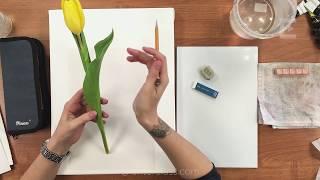 Анонс! Как нарисовать тюльпан акварелью. Изучаем строение цветка (отрывок урока Татьяны Ширбидовой)