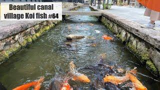 Beautiful village canal koi fish.(Hida Furukawa, Japan)