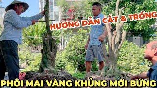 Vườn mai Út Đực hướng dẫn tạo dáng xử lý bầu trồng phôi mai vàng miền Tây cây khó cắt hoành đế khủng