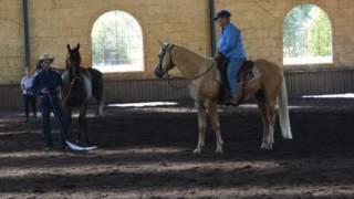 Teaching a stallion to control himself around other horses.