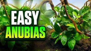 7 Beautiful Types Of Anubias For Your Planted Tank! (Beginner-Friendly Plants)