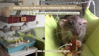 Q/A: чем можно кормить крыс, подходящий размер клетки, можно ли содержать одну крысу
