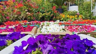 Plant Nursery Tour | Sharjah  Plant Nursery | Enjoy Food And Nature