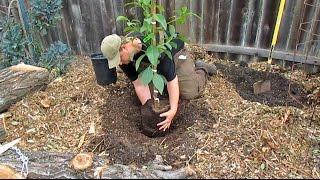 Planting Potted & Bare Root Fruit Trees