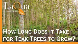 How Long Do Teak Trees Grow Before Harvest? - LaQua Plantations