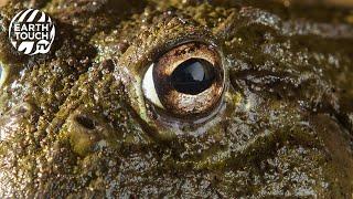 Giant African bullfrogs awaken to feed | Incredible Frogs