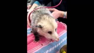 Opossum having a snack