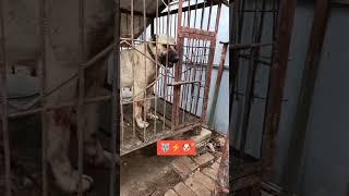 Aggressive Kangal Dog in Turkey  #shorts #wolf #kangal