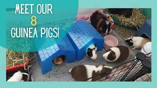 Meet Our 8 Guinea Pigs!! || The Piggie Palace Tour