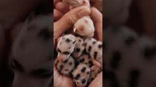 Free Footage! Miniature Baby Animal Magic on Gentle Hands