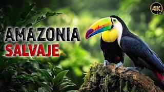 AMAZONÍA SALVAJE - Vida Silvestre en la Selva Amazónica | Documentales Completos en Español