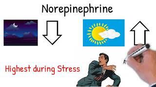 Norepinephrine (noradrenaline) - Effects, Action, uses in medicine explained simply