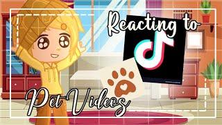 ᪥Gold Reacts To Pet Videos||Gachaclub||Alan Becker/AvM᪥