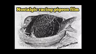 Racing pigeon film a nostalgic look at all aspects of pigeon racing in the northeast of England