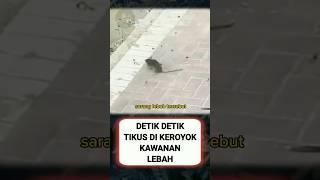 DETIK² TIKUS DI KEROYOK KAWANAN LEBAH