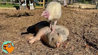 Turkey Adopted Pigs As New Family After Fleeing Turkey Farm | Cuddle Buddies