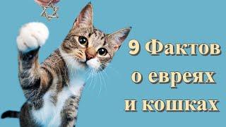 9 фактов о евреях и кошках + Бонус! ️