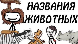 "Откуда берутся научные названия животных" - Академия Сэма О'Неллы (от Брокколи)