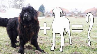 Top 09 Pretend Newfoundland dog Mixes That'll Melt Your Heart | Newfoundland dog Cross Breeds