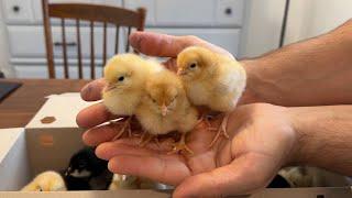 Unboxing new baby chicks