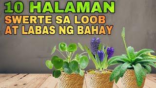 10 HALAMAN SWERTE SA LOOB AT LABAS NG BAHAY | Lucky Plants 2024 indoor and outdoor plants for money