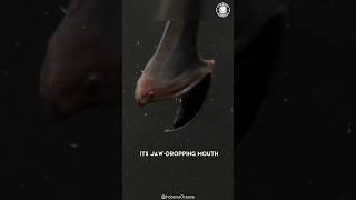 Gulper Eel  Real Deep Sea Monster!