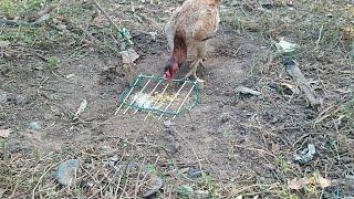 Armadilha de laço para pegar aves - Testada e Aprovada