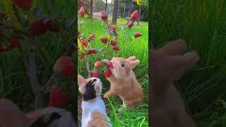 Rabbit eats the cat and looks at the cute pet. Rabbit. Little cute pet in the countryside.