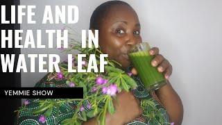 Health Benefits of Waterleaf| Medicinal Value of Water leaf| Powerful Antioxidant of Water leaf.