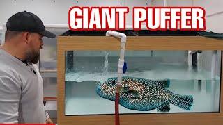 GIANT PUFFERFISH RESCUE (and more) Pt 2. Our ONLY Saltwater Setup? We Gave Him A New Home