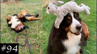 Bernese Mountain Dog Funny Compilation | Cute Moments