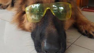 Funny German Shepherd Dog