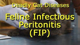 Deadly Cat Diseases: Feline Infectious Peritonitis or FIP