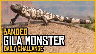 Banded Gila Monster Location Daily Challange | Red Dead Online