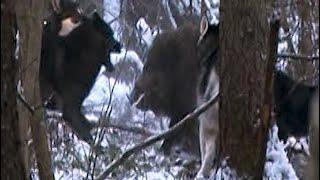 Охота на кабана с лайками (Wild boar hunting with dogs).