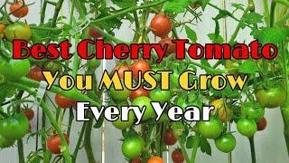 Best Cherry Tomato You MUST Grow Every Year | Highly Productive Cherry Tomato | Disease Resistant西红柿