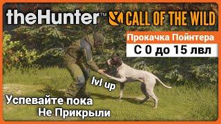 Быстрая прокачка Пойнтера с 0 до 15 в theHunter: Call of the Wild