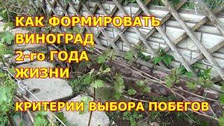 КАК ФОРМИРОВАТЬ КУСТ ВИНОГРАДА НА 2-й ГОД ЖИЗНИ проломкой побегов