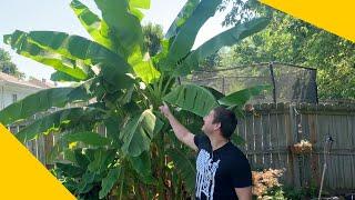 How To Grow A Banana Tree At Home In Any Climate!